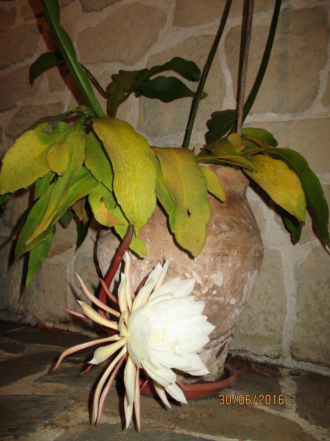 Les Mimosas Bed and Breakfast Menton Exteriör bild